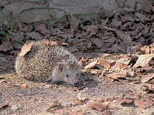 Erizo claro aut&oacute;ctono encontrado en Gav&agrave; Mar por la asociaci&oacute;n Galanthus
